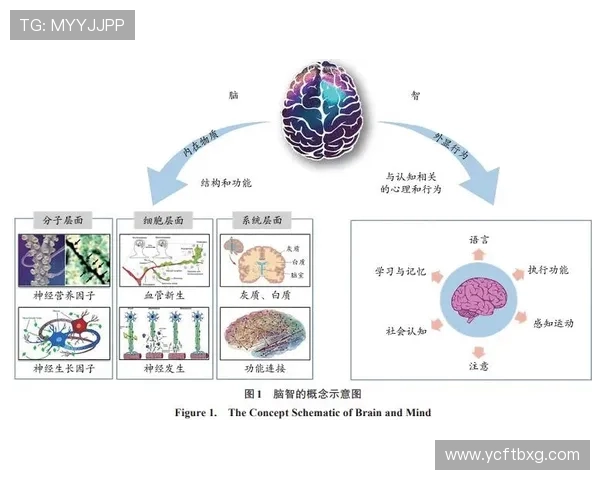 以体育精神为核心推动全民健身与青少年综合素质全面发展的创新路径研究